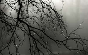 Dark tree branches covered in dewdrops against a misty gray background. — Grey Aesthetic Desktop Picture