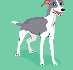 A smiling grey and white dog with orange ears on a teal background. — Chihuahua Picture