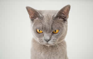 Grijze kat met gele ogen staart recht naar de kijker op witte achtergrond — Grumpy Kat Achtergronden