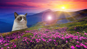 Un chat grincheux est assis sur une colline couverte de fleurs roses lors d'un coucher de soleil coloré. — Grumpy Cat Fonds d'écran