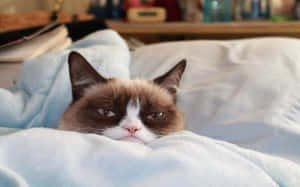 A grumpy cat peeking out from under a blue blanket on a bed. — Catshark Picture