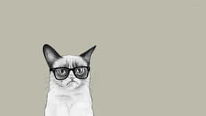 Un chat grincheux portant des lunettes noires sur un fond beige.
