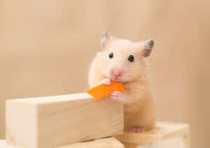 Hamster