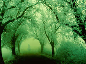 A mysterious hooded figure walks through a foggy green forest with frost-covered trees. — Haunted Forests Picture