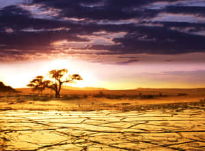 A single tree in a dry cracked field at sunset with purple and orange sky.