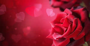 Mawar merah dengan bokeh berbentuk hati di latar belakang merah romantis. — HD Wallpaper
