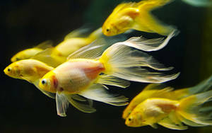 Golden fish glide through dark water with flowing fins