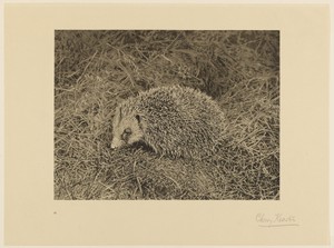 Hedgehog by Cherry Kearton, created negative about 1895–1905; print 1905. Download this artwork as a high-resolution wallpaper for desktop, tablet, or mobile. — Cherry Kearton Wallpaper