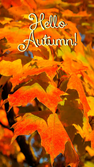 Höstlöv i varma orange och gula nyanser med 'Hello Autumn!' text. — Hello Fall Bilder