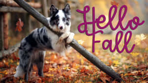 Border collie på stock i höstlöv med Hello Fall text. — Hello Fall Bilder