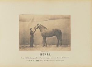 Henri by Adrien Alban Tournachon, created 1860. Download this artwork as a high-resolution wallpaper for desktop, tablet, or mobile. — Adrien Alban Tournachon Wallpaper