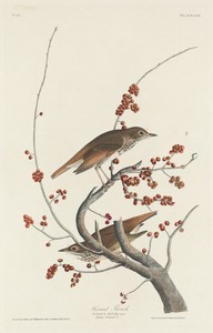 Hermit Thrush by Jr. Robert Havell, created 1829, in hand-colored engraving and aquatint on Whatman wove paper. Download this artwork as a high-resolution wallp — Art Picture