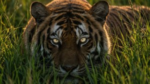 Hemmelighedsfuld tapet af en tiger gemt i højt græs.