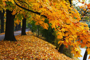 Camino del parque otoñal cubierto de hojas de arce doradas bajo la luz solar brillante. — Imágenes de árbol verde Fondos de pantalla