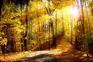Sunlight filters through golden autumn trees onto a leaf-covered forest path.