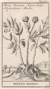 Hondsroos by Caspar Luyken, created 1698, in paper; etching. Download this artwork as a high-resolution wallpaper for desktop, tablet, or mobile. — Art Wallpaper