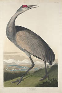 Hooping Crane by Jr. Robert Havell, created 1835, in hand-colored engraving and aquatint on Whatman wove paper. Download this artwork as a high-resolution wallp — Jr. Robert Havell Wallpaper