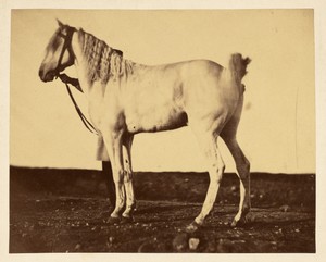 [Horse] by Adrien Alban Tournachon, created 1856. Download this artwork as a high-resolution wallpaper for desktop, tablet, or mobile. — Adrien Alban Tournachon Wallpaper