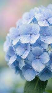 Close-up light blue hydrangea flowers with dewdrops, pastel background.