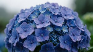 A calm macro of a blue hydrangea cluster with raindrops, soft overcast lighting.