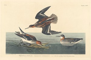 Hyperborean Phalarope by Jr. Robert Havell, created 1834, in hand-colored engraving and aquatint on Whatman wove paper. Download this artwork as a high-resoluti — Art Picture