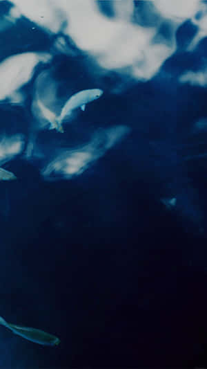 Fish swimming in dark blue water with light patterns above.
