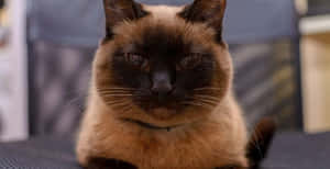 Un gatto siamese con faccia scura e pelo color crema seduto tranquillamente in casa. — Immagini widescreen Sfondi