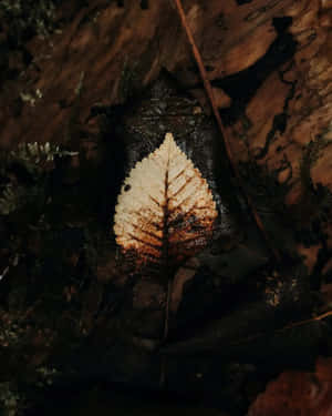 Una sola hoja pálida con venas detalladas yace sobre suelo de bosque oscuro y húmedo. — Fondods iPhone X Cataratas del Niágara Fondos