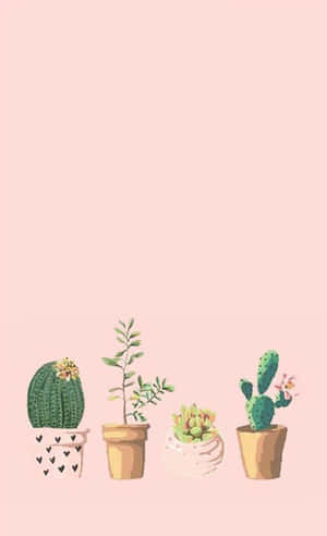 Four illustrated potted cacti and succulents on a pink background.