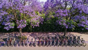 Sykler under blomstrende jakarandatrær ved Delhi University om våren