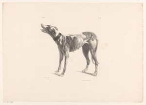 Jachthond by Jean Augustin Daiwaille, created 1820 - 1833, in paper; lithography. Download this artwork as a high-resolution wallpaper for desktop, tablet, or m — Jean Augustin Daiwaille Wallpaper