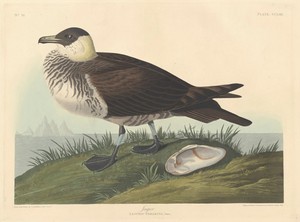 Jager by Jr. Robert Havell, created 1835, in hand-colored engraving and aquatint on Whatman wove paper. Download this artwork as a high-resolution wallpaper for — Jr. Robert Havell Wallpaper