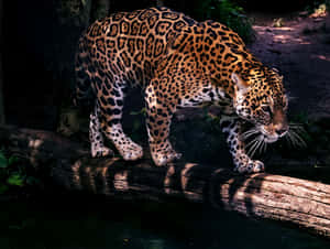 A jaguar walks along a log over water in a forest with dappled sunlight. — Jaguar Background