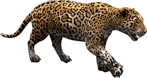 Jaguar caminando con boca abierta sobre fondo negro — Jaguar Xjs Fondos de pantalla