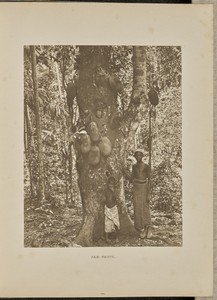 Jak Fruit by Henry W. Cave, created 1893. Download this artwork as a high-resolution wallpaper for desktop, tablet, or mobile. — Henry W. Cave Wallpaper