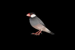Javafink mit rotem Schnabel und weißem Wangenfleck auf schwarzem Hintergrund — Blackbird Wallpaper