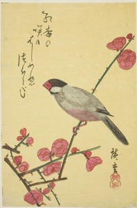 Java sparrow on plum branch by Utagawa Hiroshige, created 1830s, in Color woodblock print; yotsugiriban. Download this artwork as a high-resolution wallpaper fo — Utagawa Hiroshige Wallpaper