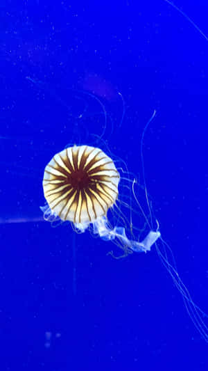 A golden and white striped jellyfish drifting in deep blue water. — Frogfish Wallpaper