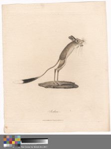 Jerboa by James Heath, in Etching and engraving with hand coloring in watercolor on medium, moderately textured, cream wove paper. Download this artwork as a hi — James Heath Wallpaper