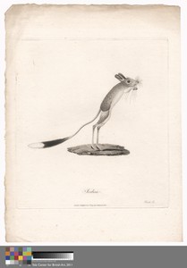 Jerboa by James Heath, in Etching and engraving on moderately thick, moderately textured, cream laid paper. Download this artwork as a high-resolution wallpaper — James Heath Wallpaper