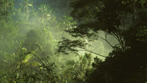 Sunlight beams through misty jungle trees creating a serene natural scene. — Jungle Desktop Picture