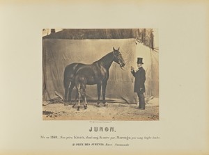 Junon by Adrien Alban Tournachon, created 1860. Download this artwork as a high-resolution wallpaper for desktop, tablet, or mobile. — Adrien Alban Tournachon Wallpaper