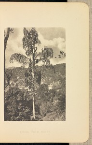 Kitool Palm by Henry W. Cave, created about 1890. Download this artwork as a high-resolution wallpaper for desktop, tablet, or mobile. — Art Picture