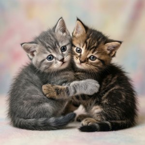 Due gattini American Bobtail che si coccolano