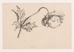 Klaproos by Maria Geertruida de Goeje-Barbiers, created 1811 - 1849, in paper; lithography. Download this artwork as a high-resolution wallpaper for desktop, ta — Maria Geertruida de Goeje-Barbiers Wallpaper