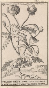Klaproos by Caspar Luyken, created 1698, in paper; etching. Download this artwork as a high-resolution wallpaper for desktop, tablet, or mobile.