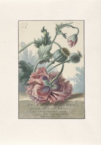 Klaprozen by Willem van Leen, created 1804, in paper; etching; hand coloring. Download this artwork as a high-resolution wallpaper for desktop, tablet, or mobil — Willem van Leen Wallpaper