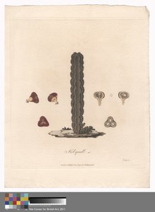 Kolquall by James Heath, in Etching and engraving with hand coloring in watercolor on medium, slightly tetxured, cream wove paper. Download this artwork as a hi — James Heath Wallpaper
