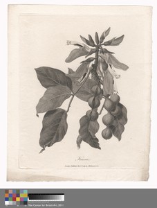 Kuara by James Heath, in Etching and engraving on medium, slightly textured, cream wove paper. Download this artwork as a high-resolution wallpaper for desktop, — James Heath Wallpaper