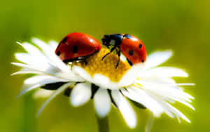 Zwei Marienkäfer auf einem Gänseblümchen in einer grünen Wiese — Gelber Ästhetischer Blumen desktop Bild Wallpaper